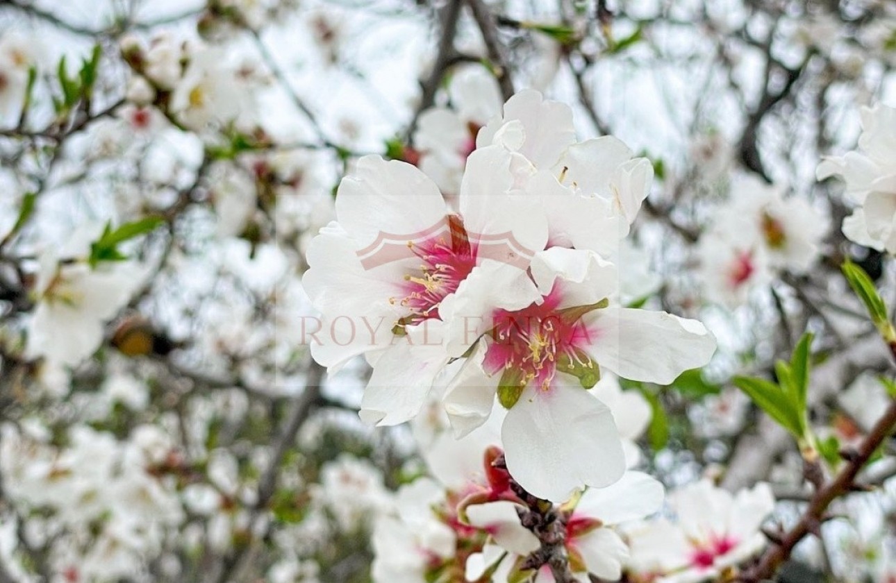 Sale - Chalet -
Orba