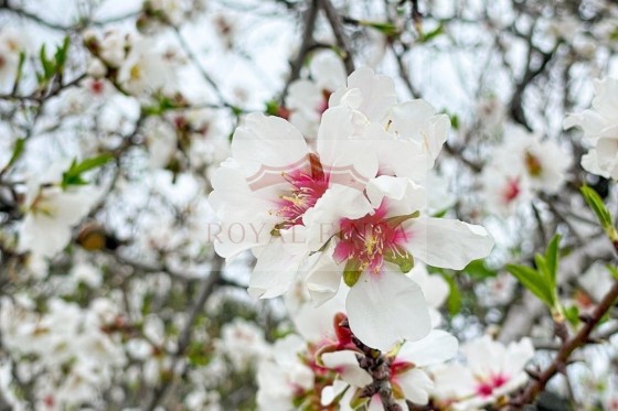 Sale - Chalet -
Orba