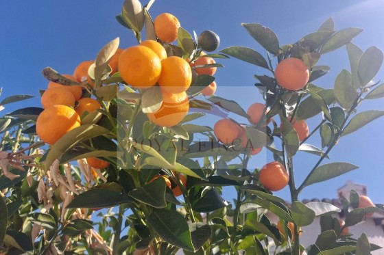 Revente - Chalet -
Els Poblets