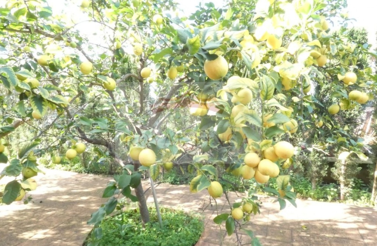 Sale - Chalet -
Pedreguer