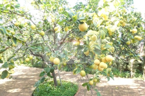 Sale - Chalet -
Pedreguer